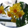 黄色の水仙