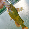 ■魚種>>024: イエローキャットフィッシュ（ Pelteobagrus fulvidraco ）