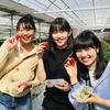 完熟いちご🍓狩り情報3月13日(水)開園日です‼️💕✨🍀