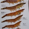 えび