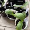 野菜の苗その後 ｜地震