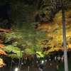紅葉ライトアップ