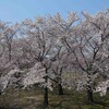 川中島のサクラと戸隠の雪