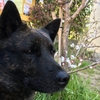 甲斐犬愛護会展覧会春の本部展へ行きたいッの巻〜さーさんハ⁉️∑(ﾟДﾟ)❓