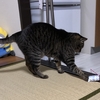 猫は自由だ