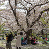 京都の桜2016・府立植物園と桜吹雪