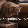 猫用段差ステップ比較｜高齢猫の昇り降りをやさしくサポート