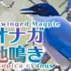 オナガの鳴き声【野鳥図鑑・鳴き声図鑑】Cyanopica cyanus　Azure-winged magpie