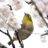 日本　自宅庭のサクランボの花とメジロ