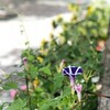 腰痛早く治さなきゃ。