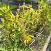 そら豆の病気・立ち枯れ病