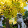 紅葉パトロール伊賀・西蓮寺〜芭蕉の森〜射手神社