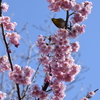 tochikoな山歩き　花光