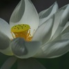 神代植物公園のハス２
