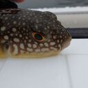 はむにく’s blog