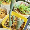 🌵多肉植物  七宝樹、待望の新芽🌱他🌵