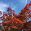 昭和記念公園、紅葉だより！
