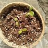 ③ダイソーの「ガーデンレタスミックス」観察日記～2週間後　新たな芽も出てきました♪～