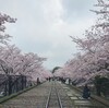 京都桜さんぽ  前編