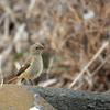 とある川辺の野鳥達