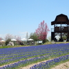 世羅高原の花たち（1）：広島県世羅町