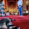 憶良(おくら)のバタバタ　タイ旅行１０日目-3　～龍眼ジュースと参拝猫～