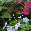 9月1日 誕生日の花・花言葉・歌句・万葉歌