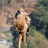 この冬見た鳥たち④猛禽類