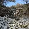 雪化粧