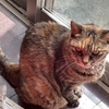 一番大きいのに一番臆病な雑種猫エテ