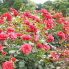 バラの花