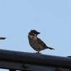 鳥枯れの国頭村でバードウォッチング