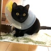 里親さん募集中、とても懐っこい子猫のクーちゃん