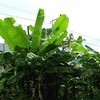熱帯化？・・