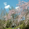 なつかしの散歩旅：世羅甲山ふれあいの里・桜祭り ①（広島県世羅郡世羅町）