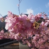 日本で一番先に春が来る町で　～河津桜～