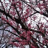 水曜日、金曜日のことなど