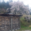 花チラシの雨風