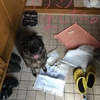 8月初の！……困ったサンの巻〜(´･ω･`)ﾓｷｭ??