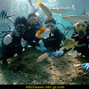 Discover scuba diving!