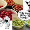 クエン酸夫婦の収穫祭