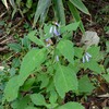 アキチョウジ　　高千穂の植物