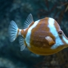 White-barred boxfish