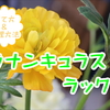 おすすめ植物～3月9日♪　ラナンキュラス　ラックス　育て方　管理方法