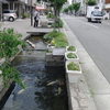 ぶらり　街中　撮り歩く 。　街の中の小川で泳ぐ錦鯉を見た。