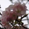 桜　『有明』