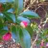 Camellia sasanqua　サザンカ