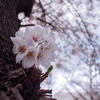 都心から多摩まで、徐々に咲いてきた東京の桜