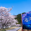🌸桜2025第13弾🌸甲賀市土山「鮎河千本桜」桜と抜けるような青空の共演