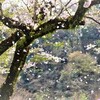 なんてこともない支離滅裂なおはなし🌸